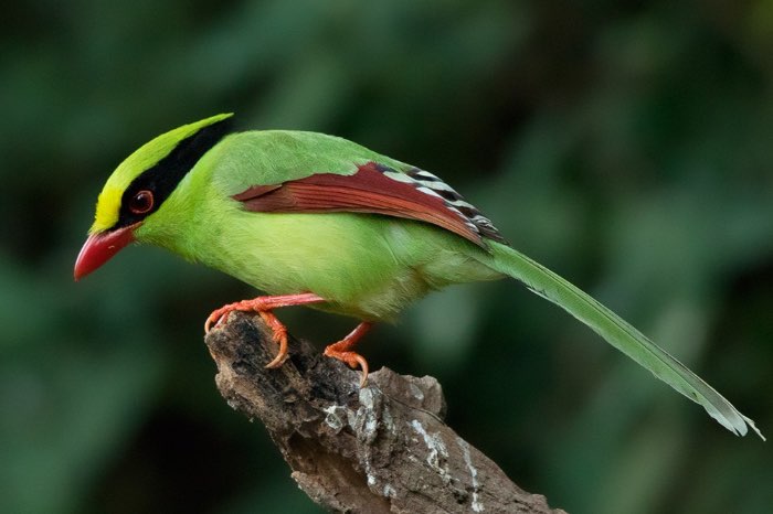 3-2 groene kitta (cissa chinensis)