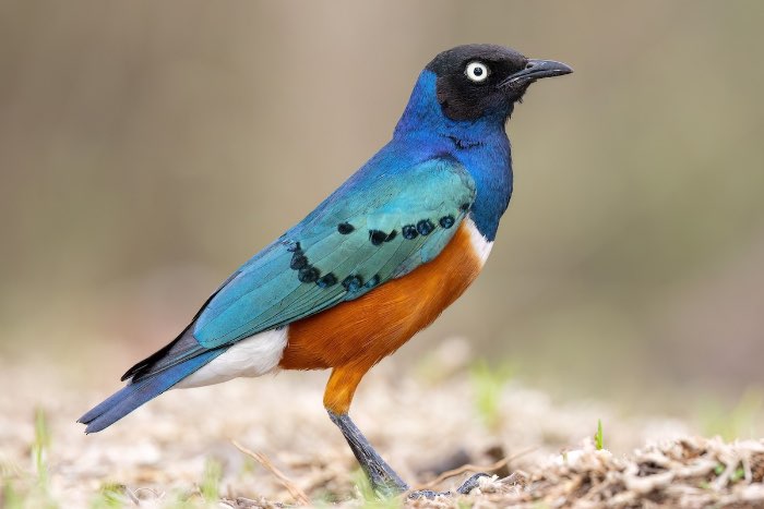 2-1 driekleurglansspreeuw (lamprotornis superbus)