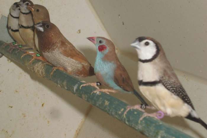 jonge bichenowastrildes