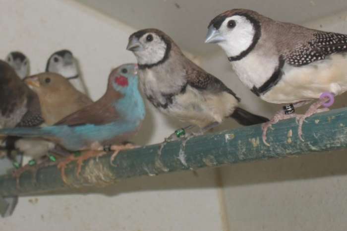 jonge bichenowastrildes