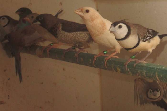 jonge bichenowastrildes