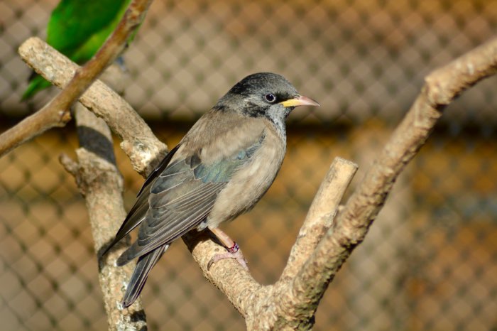 roze spreeuwen ruilen