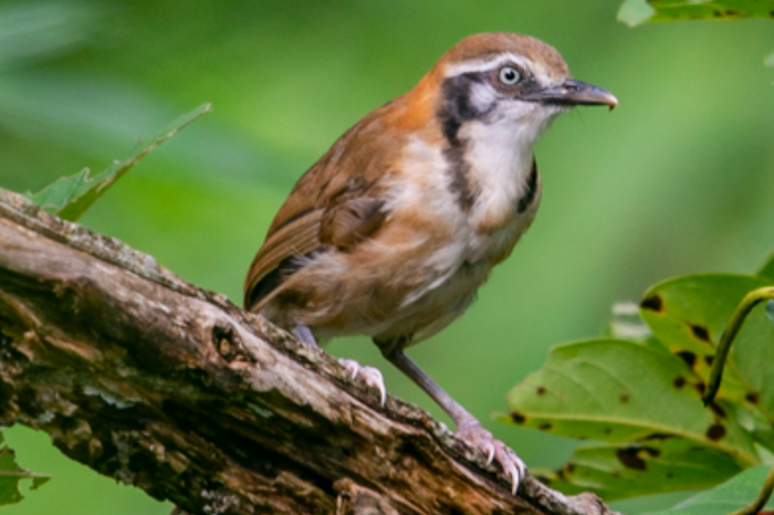 gezocht/te koop gevraagd
