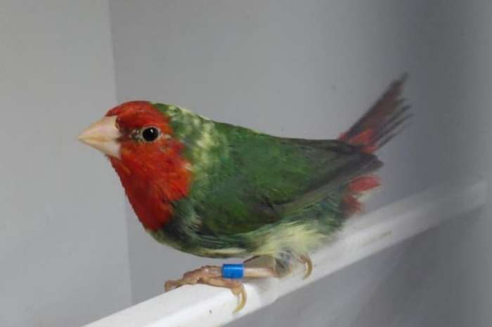 bonte roodkop papagaaiamadines man