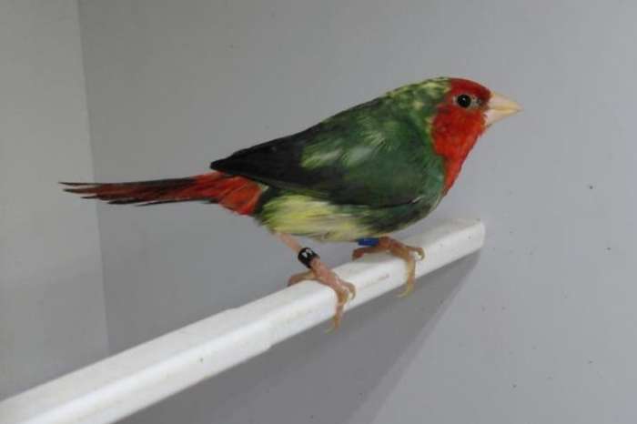 bonte roodkop papagaaiamadines man