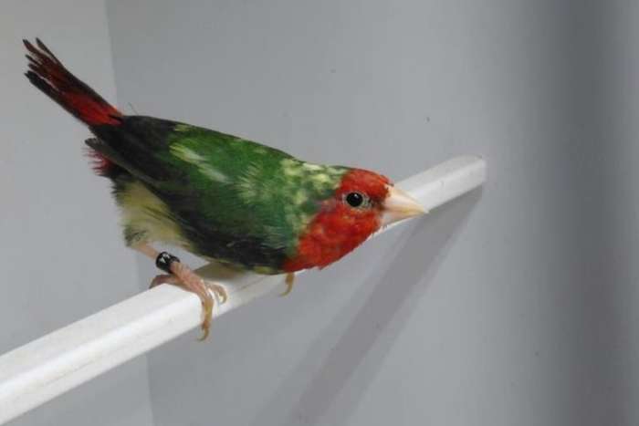 bonte roodkop papagaaiamadines man