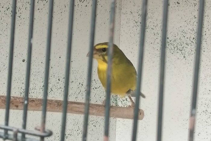 zwavelgele dikbek cini kweekkoppel tt kwaliteit