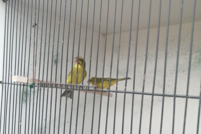 zwavelgele dikbek cini kweekkoppel tt kwaliteit