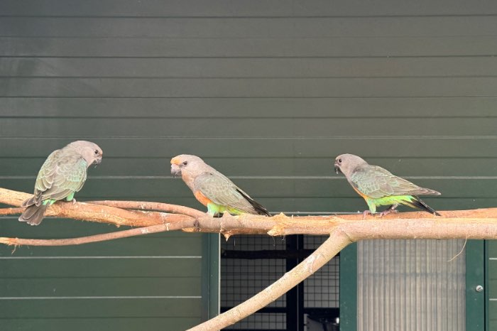 2 roodbuik papegaai mannen