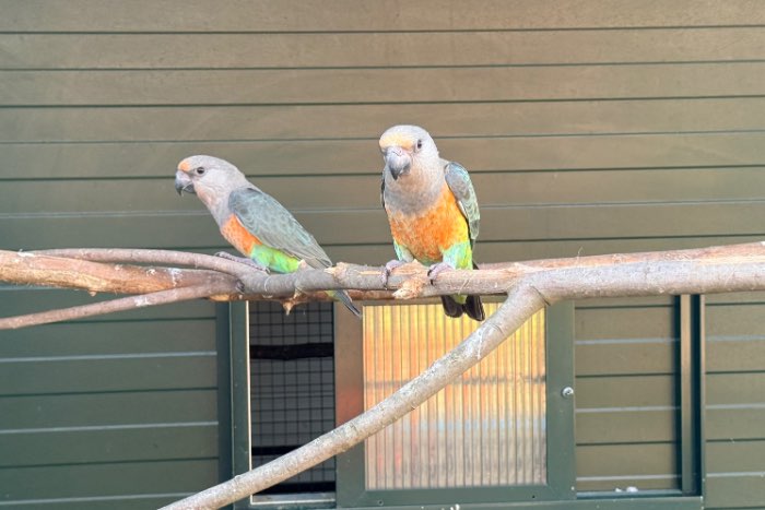 2 roodbuik papegaai mannen