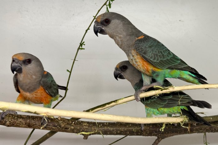 2 roodbuik papegaai mannen