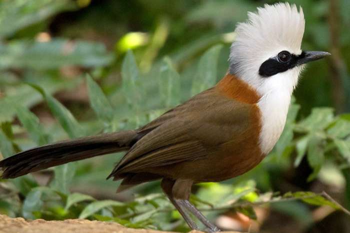 garrulax leucolophus