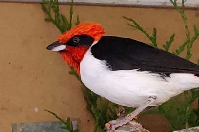 paroaria nigrogenis.