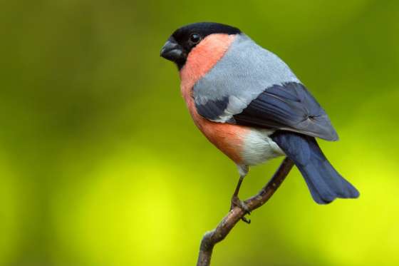 vdc goudvinken plus 212