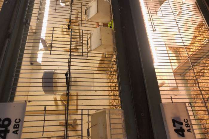 6 x div kweek/broed kooien merk muvo verschillende maten