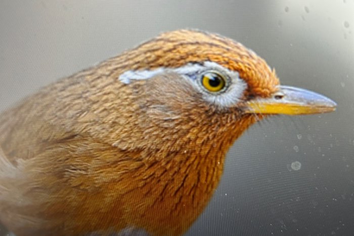 chinese spotlijster/hoa mi