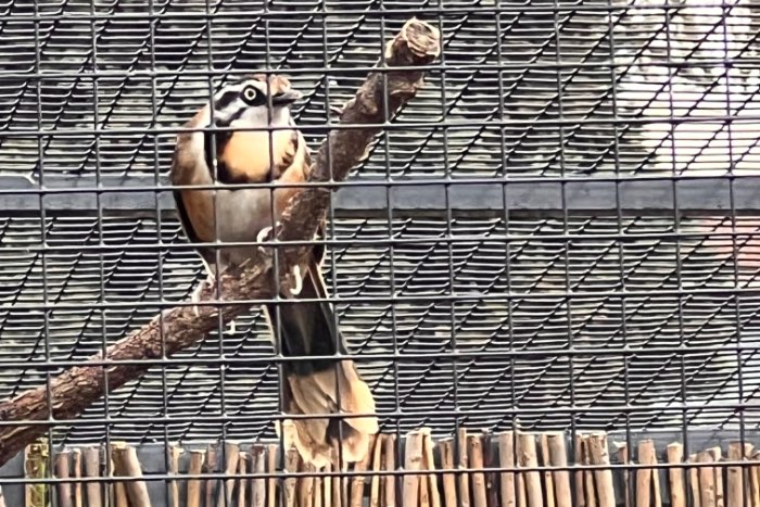 1-0 garrulax monileger