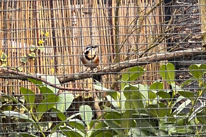 1-0 garrulax monileger