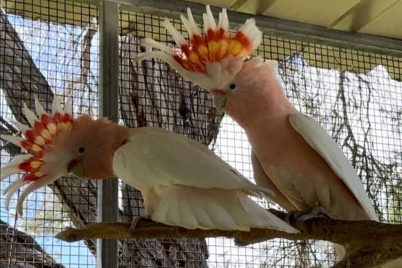 1.1 cacatua leadbeateri ( pair major mitchell cockatoos)