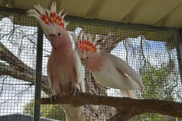 1.1 cacatua leadbeateri ( pair major mitchell cockatoos)