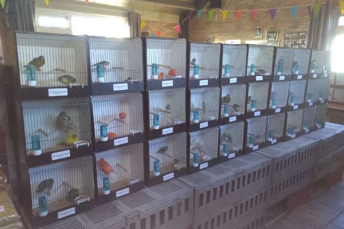 vogelmarkt in grootebroek