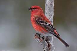 0.1 haakbek gezocht or koppel