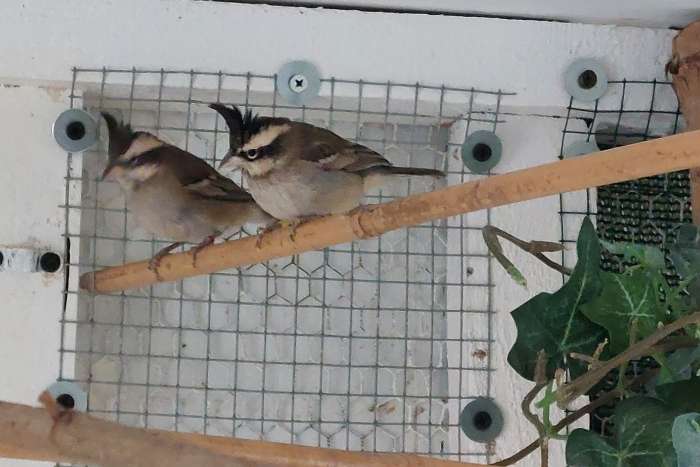 1.1 boliviaanse bergkardinalen 2025