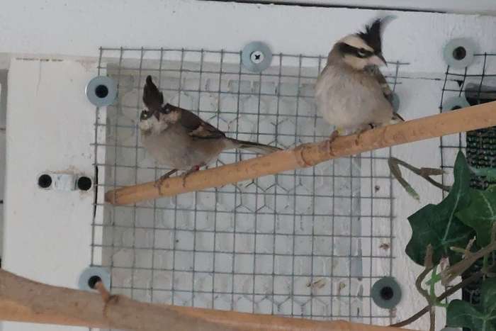 1.1 boliviaanse bergkardinalen 2025