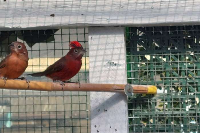 1.1 rote kronfinken 2025