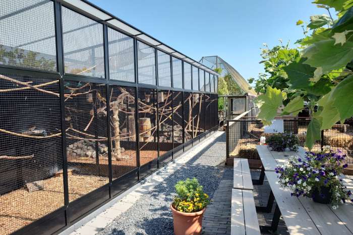 gezocht: allerlei kanaries en andere vogels