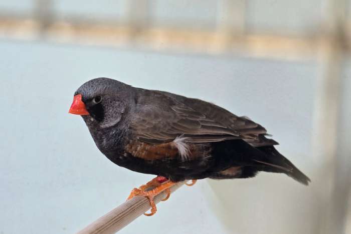 charcoal zebravinken