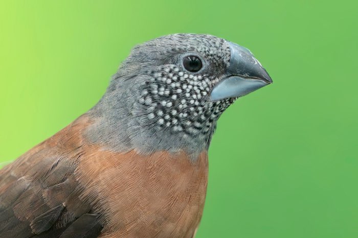 kweekkoppel parelhalsamadines