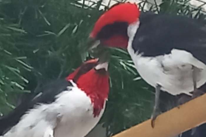 maskerkardinaal kardinalen