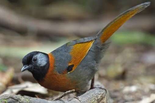 trochalopteron yersini