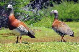 gezocht koppels grijskopganzen