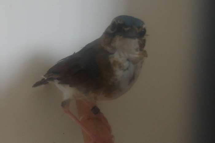 siberische blauwe nachtegaal man