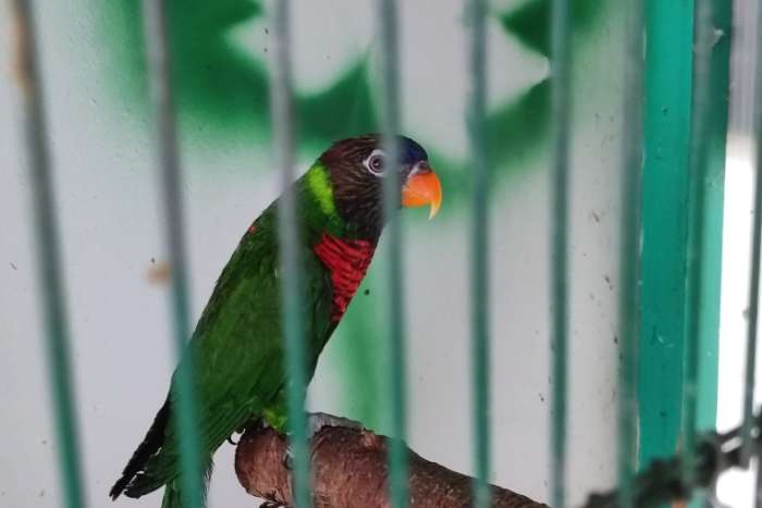 man en pop massena lori's 2024