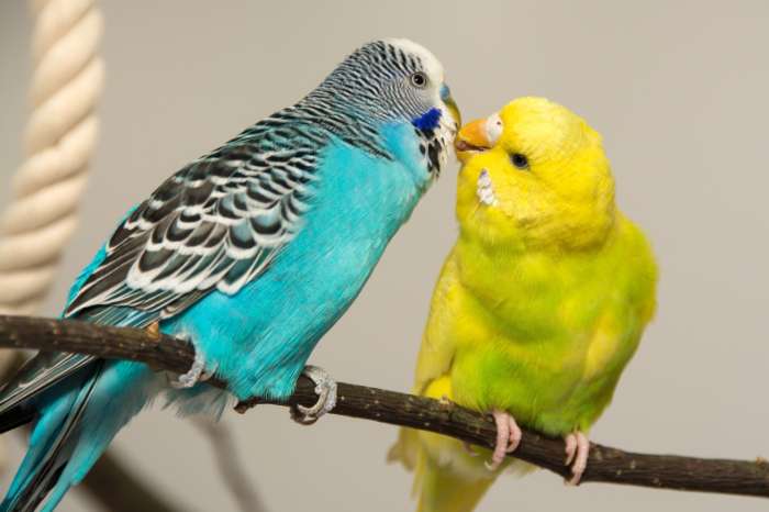 vogelbeurs eindhoven