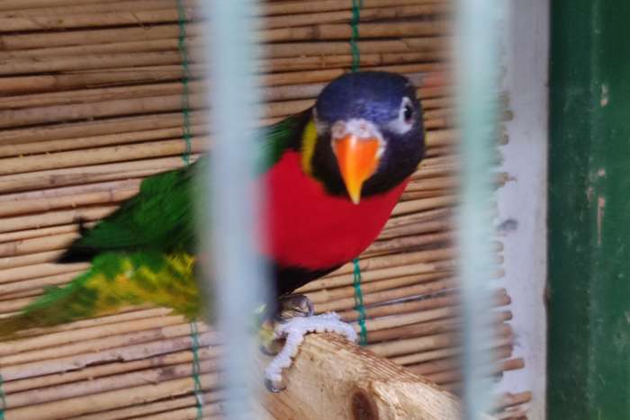 man en pop forsten lori's 2024.