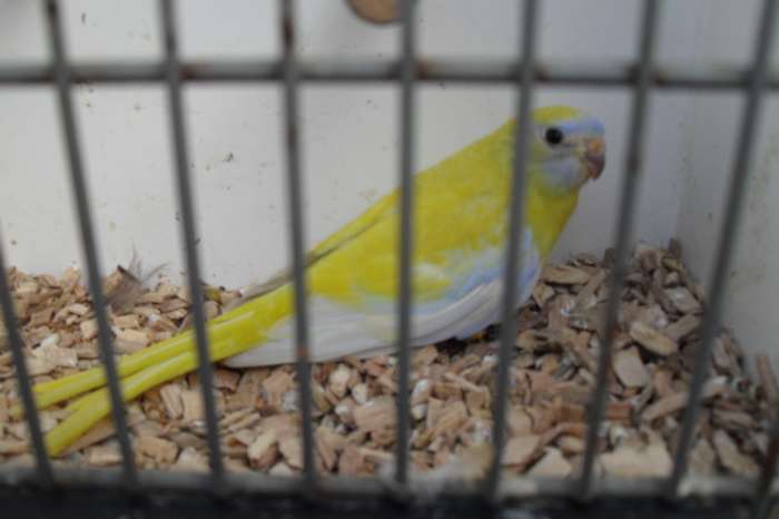 turguoisine/bourks  parkietjes