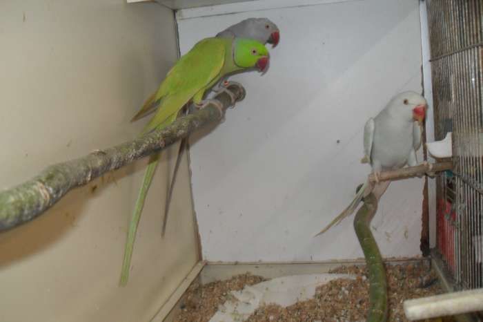 turguoisine/bourks parkietjes