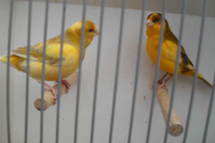 turguoisine/bourks parkietjes