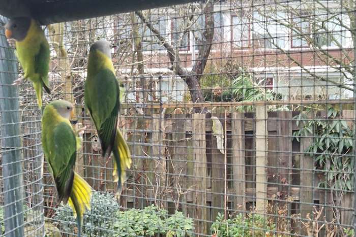 pruimkop man te koop 2025 + dna