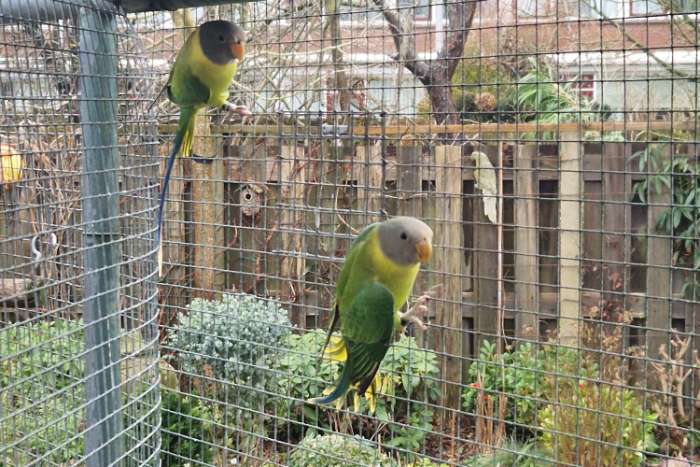 pruimkop man te koop 2025 + dna