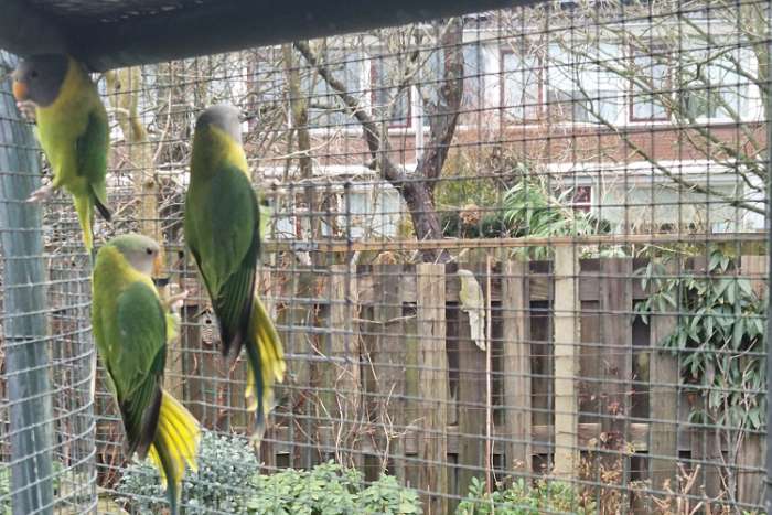 pruimkop man te koop 2025 + dna