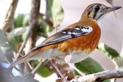 div vogels te reserveren voor hardenberg