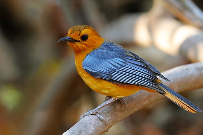 div vogels te reserveren voor hardenberg