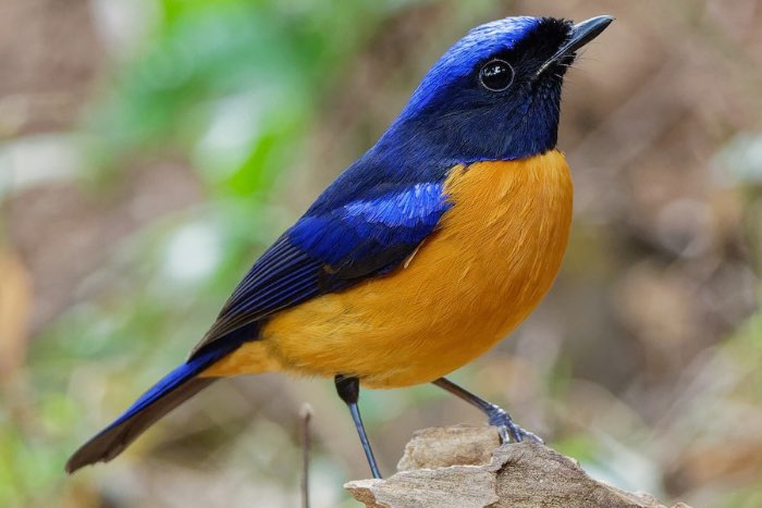 div vogels te reserveren voor hardenberg