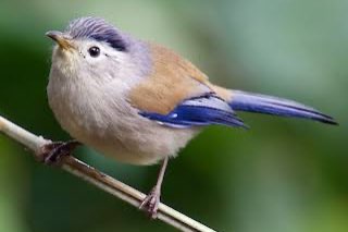 div vogels te reserveren voor hardenberg