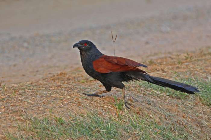 chinese spoorkoekoek (centropus sinensis)